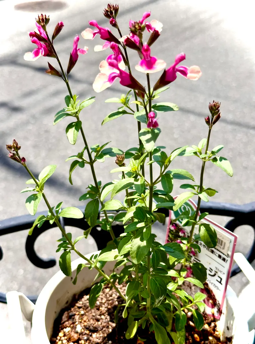 ブーゲンビリア苗 白 太苗 楽天市場】ブーゲンビリア 斑入り葉ホワイト