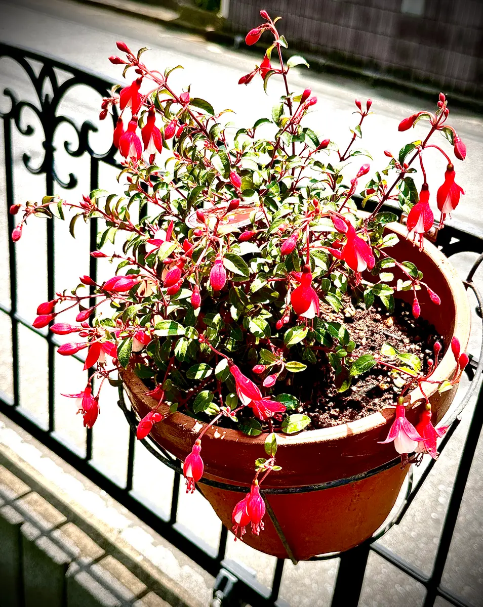 初夏に向けブーゲンビリアの苗、植え込みました🌺｜園芸日記byMひろみ