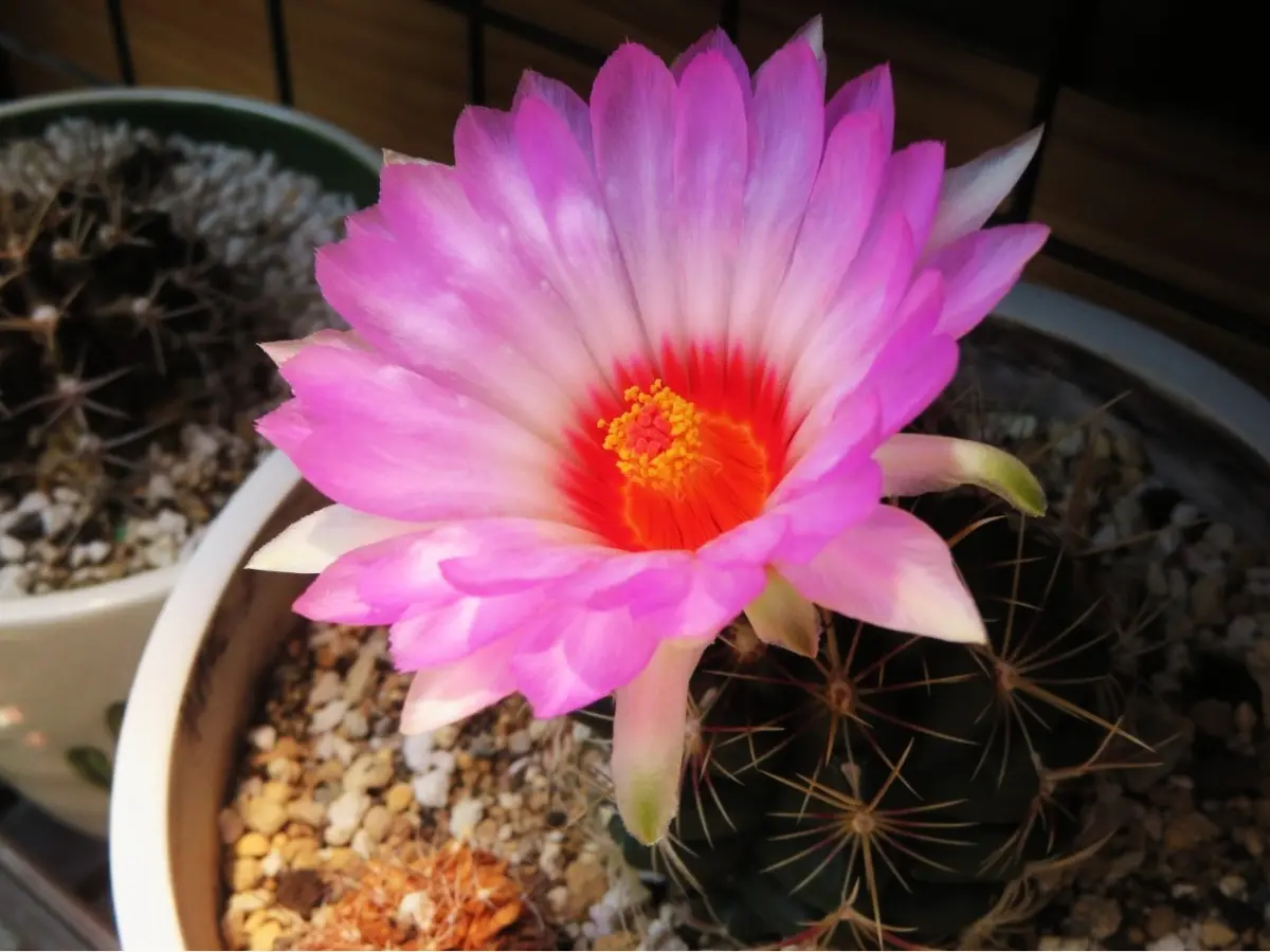 🌵サボテン五色大統領の花🌵｜園芸日記byロッキー｜みんなの趣味の園芸