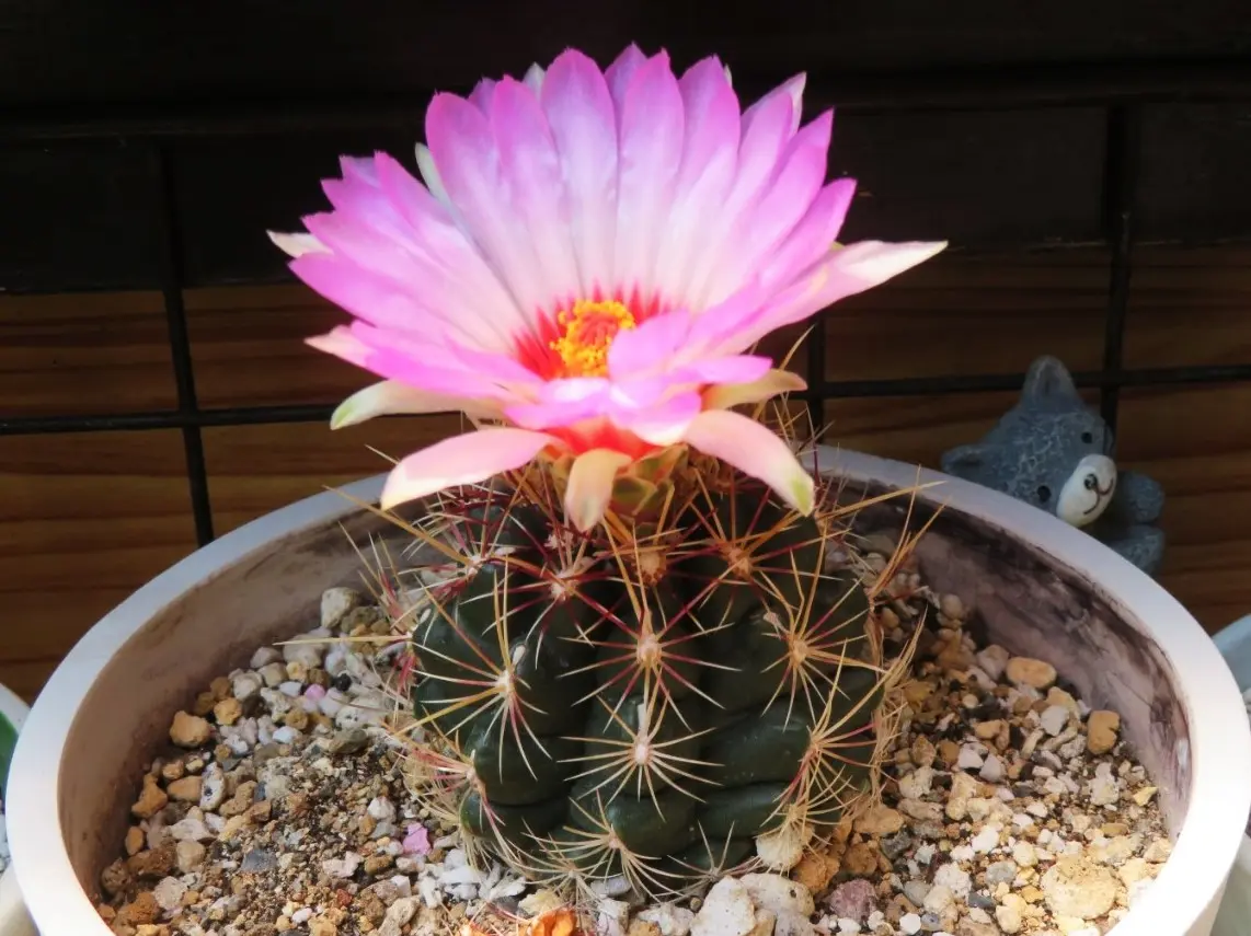 🌵サボテン五色大統領の花🌵｜園芸日記byロッキー｜みんなの趣味の園芸