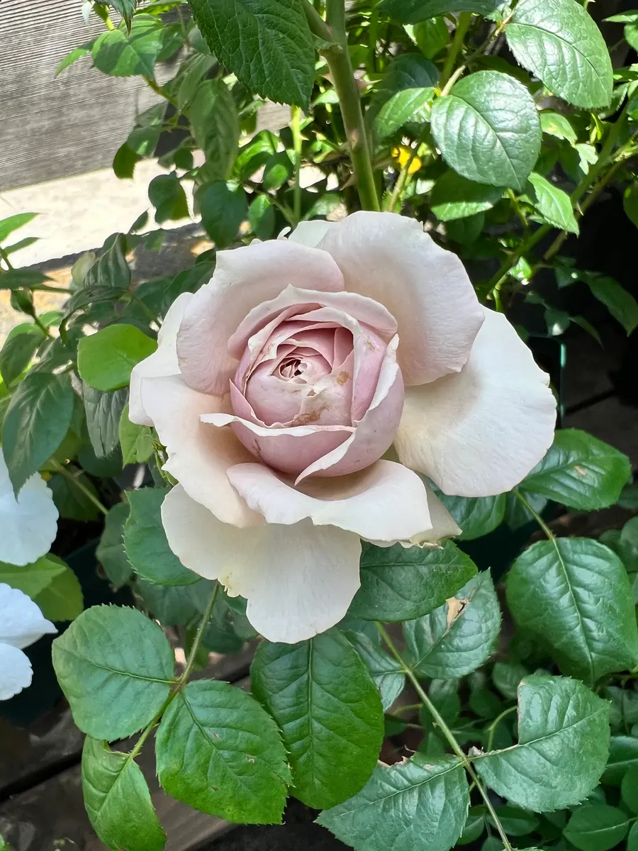 薔薇 ルクソール 本店 ロサ・オリエンティス ルクソール大苗6号角