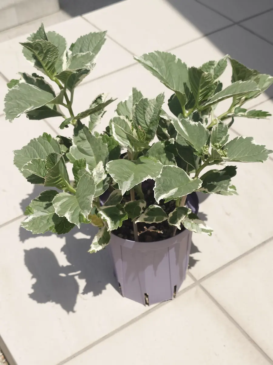 かぺ様 リクエスト 2点 まとめ商品 紫陽花 アジサイ サプライズ