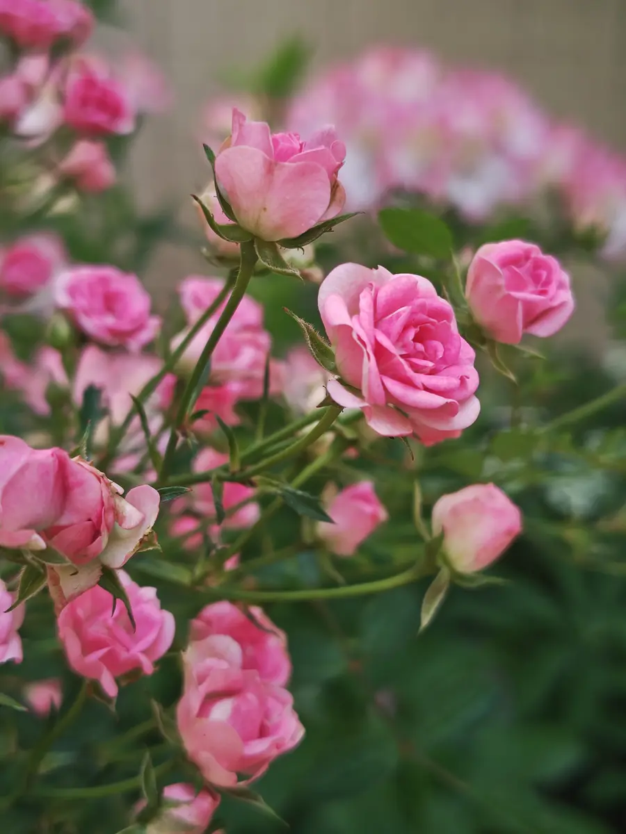 ちいさき花 （ミニチュアローズ須恵姫）｜園芸日記bycheerful