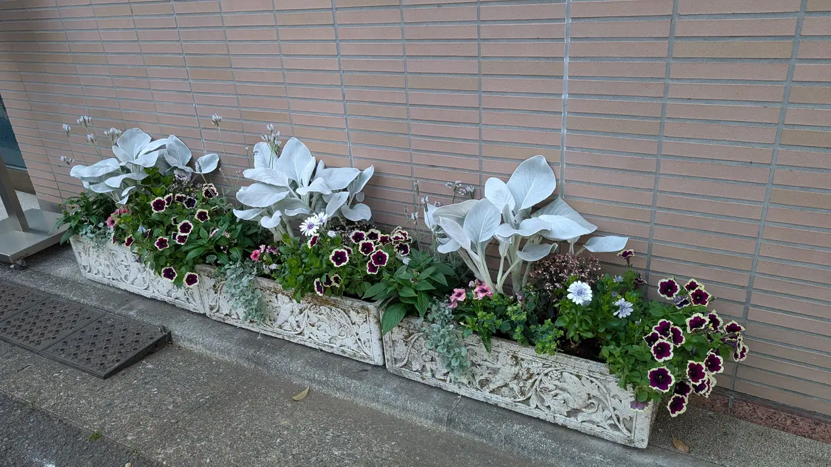またリメイク👩‍🌾｜園芸日記byshinwa18｜みんなの趣味の園芸