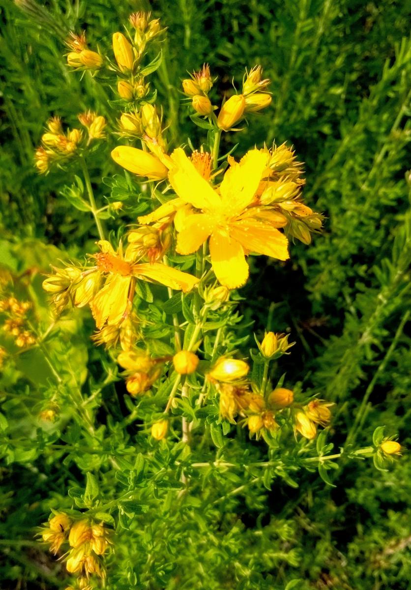 多摩川の土手と河川敷に咲く花(5)｜園芸日記byIU80｜みんなの趣味の園芸｜1334153