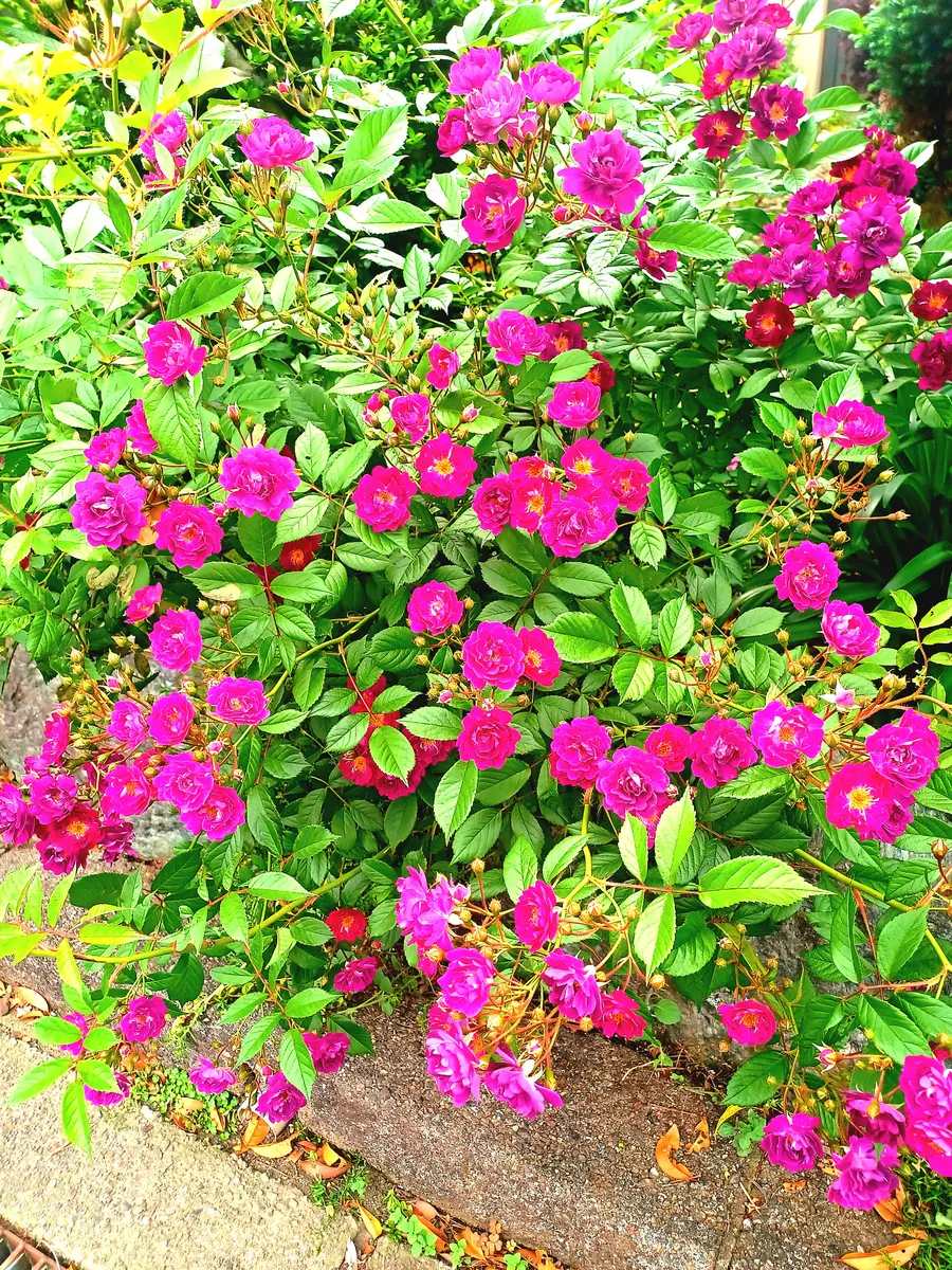我が家の庭の唯一の薔薇 サングリアナイトが満開です。｜園芸日記byた