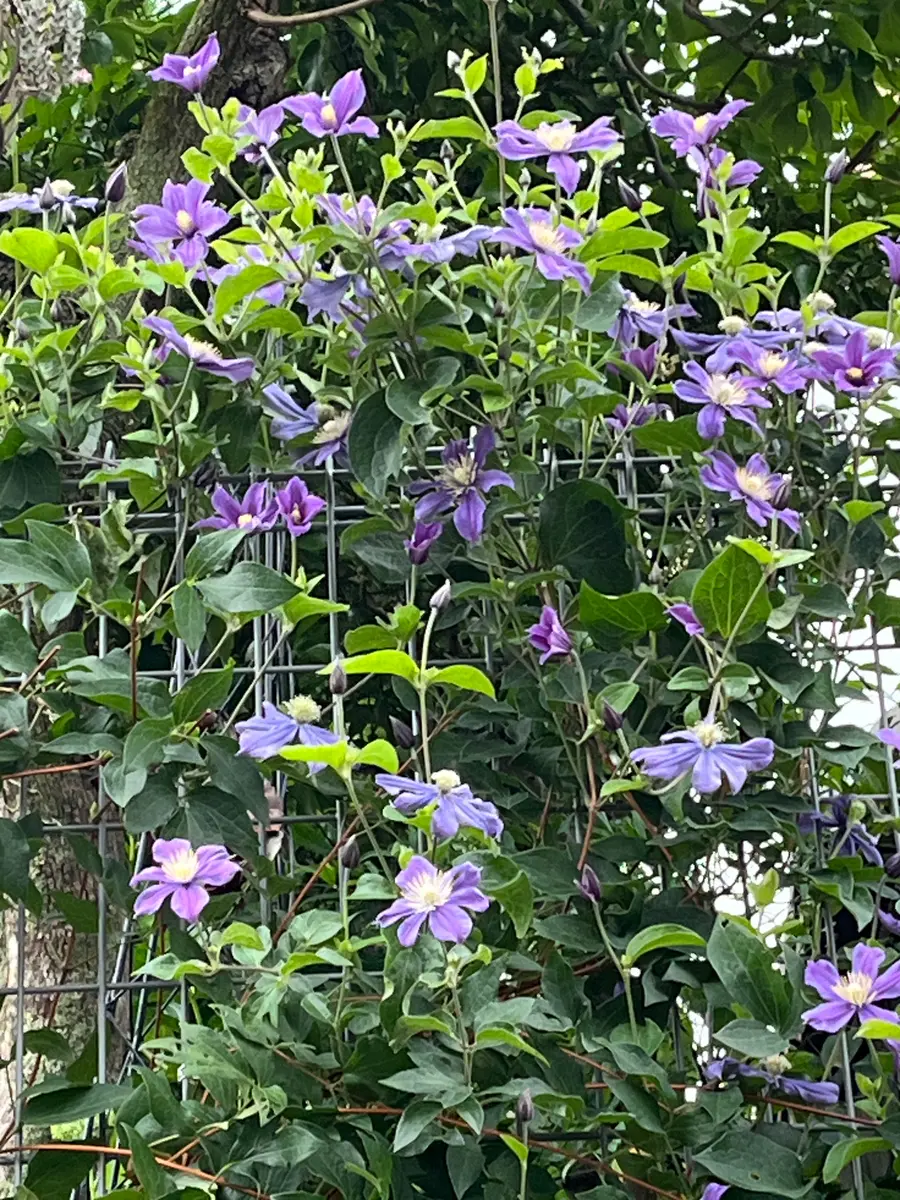 クレマチス朝撮り｜園芸日記byやまがら｜みんなの趣味の園芸｜1334239