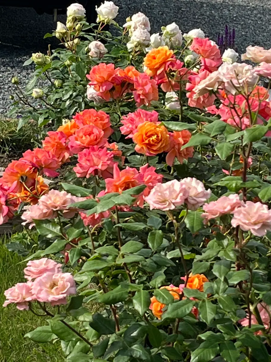 開花中のバラ｜園芸日記byなかじい3｜みんなの趣味の園芸｜1334342