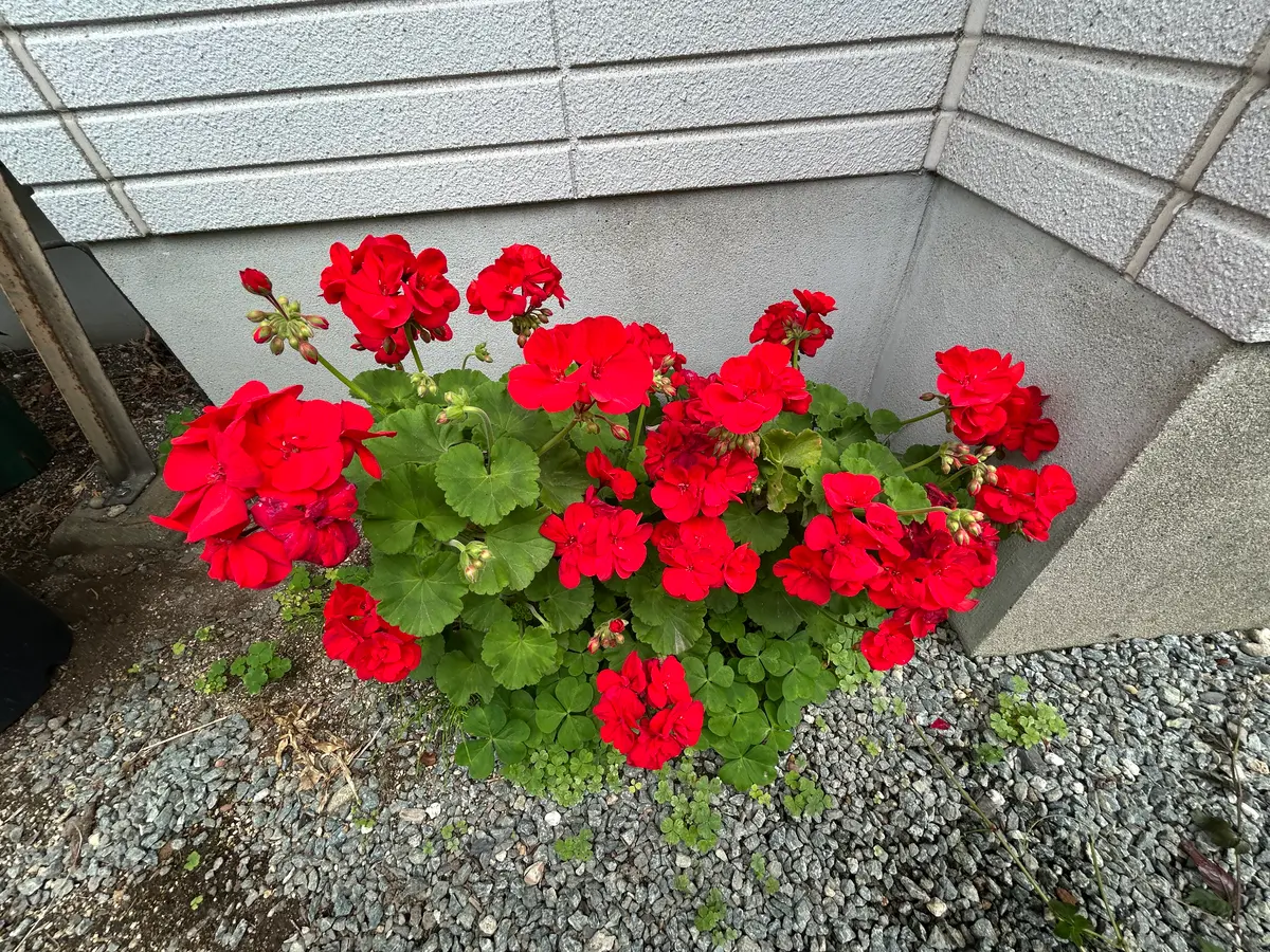 地植えのゼラニウム｜園芸日記byポートピア｜みんなの趣味の園芸
