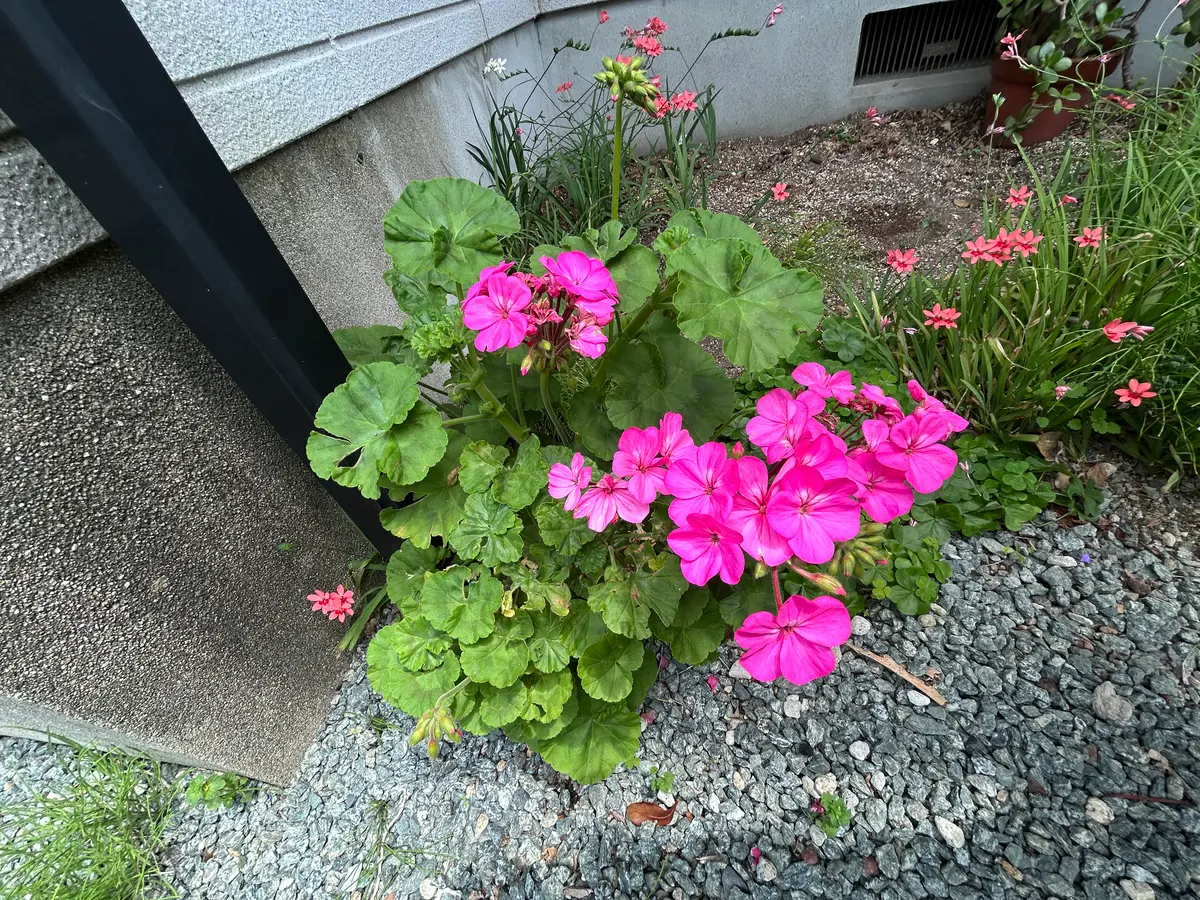 地植えのゼラニウム｜園芸日記byポートピア｜みんなの趣味の園芸
