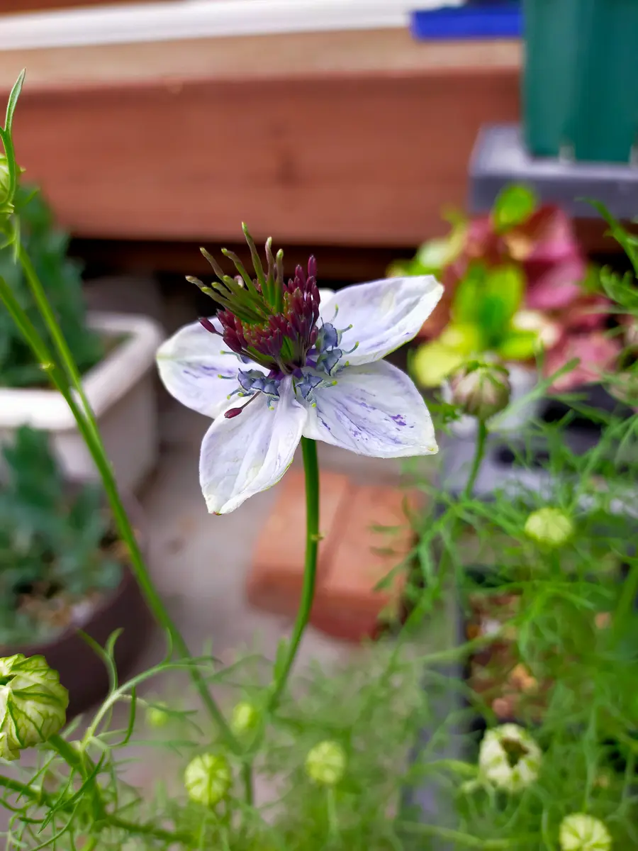 ニゲラ ミッドナイトの開花。｜園芸日記byKuroko｜みんなの趣味の園芸
