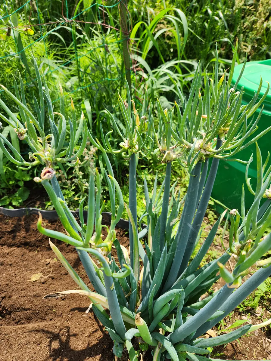 百重 | 緑茶 | 宇治 丸久小山園