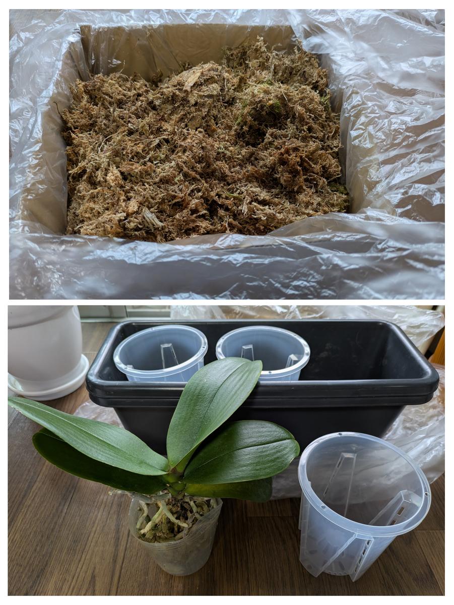 胡蝶蘭を植え替える〜その1〜｜園芸日記byとまトマトん｜みんなの趣味の園芸｜1334572