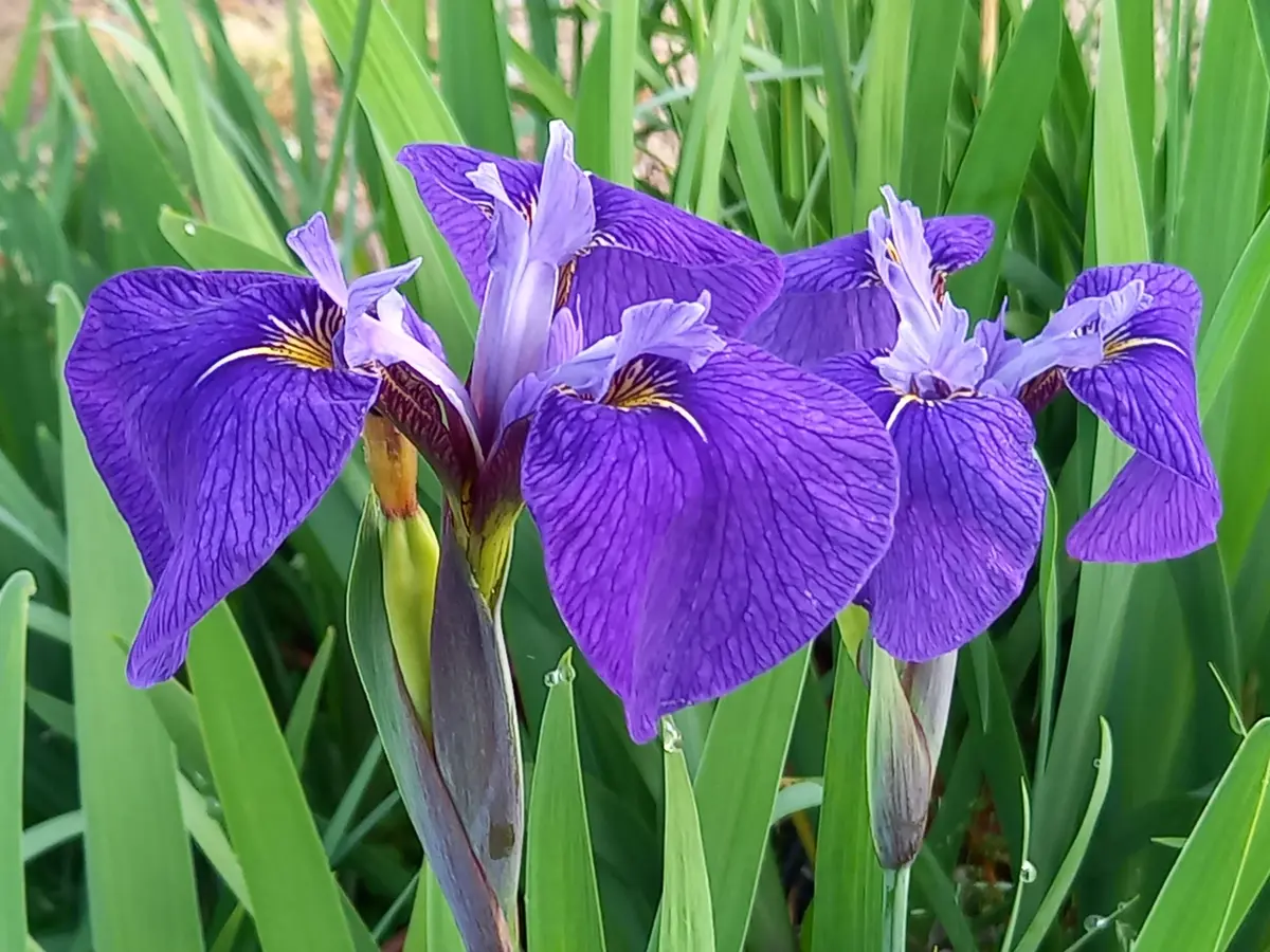 霧ヶ峰ヒオウギアヤメ｜園芸日記byこんちゃん｜みんなの趣味の園芸