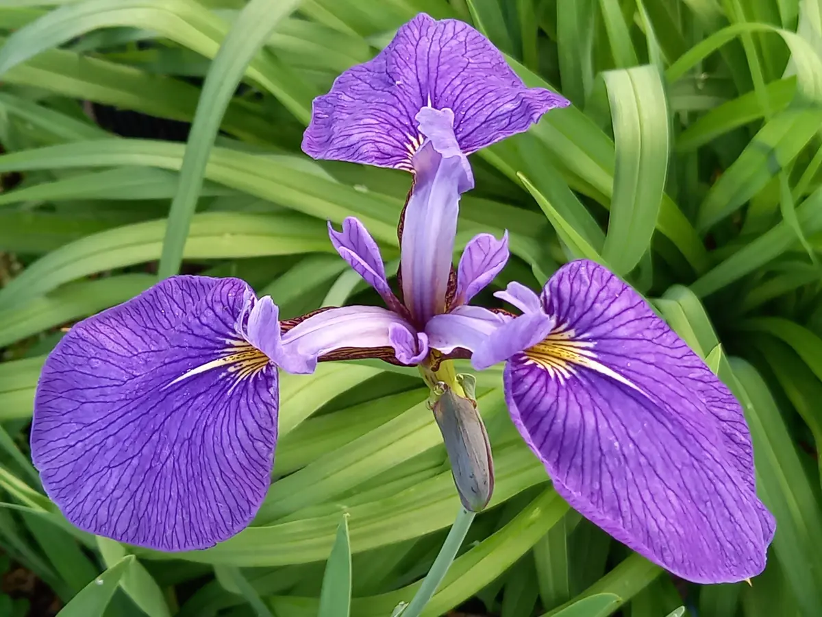 日本の水草　キリガミネヒオウギアヤメ　1株 日本の水草 希少種 キリガミネヒオウギアヤメ 1株 キリガミネヒオウギ