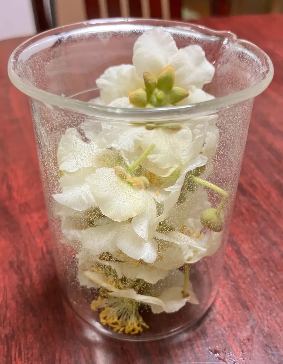 キウイの花粉を採取しました｜園芸日記byヒデ3｜みんなの趣味の園芸