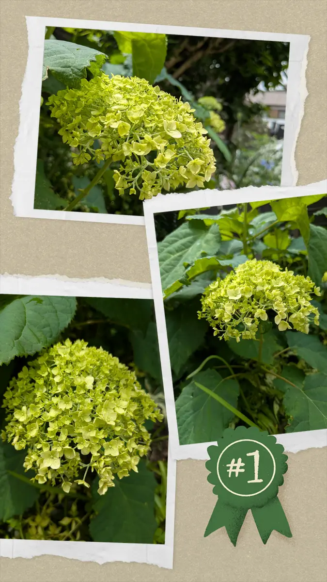 新作モデル 我が家の紫陽花だより☘️No.2☘️｜園芸日記byリーフーミン 鉢花
