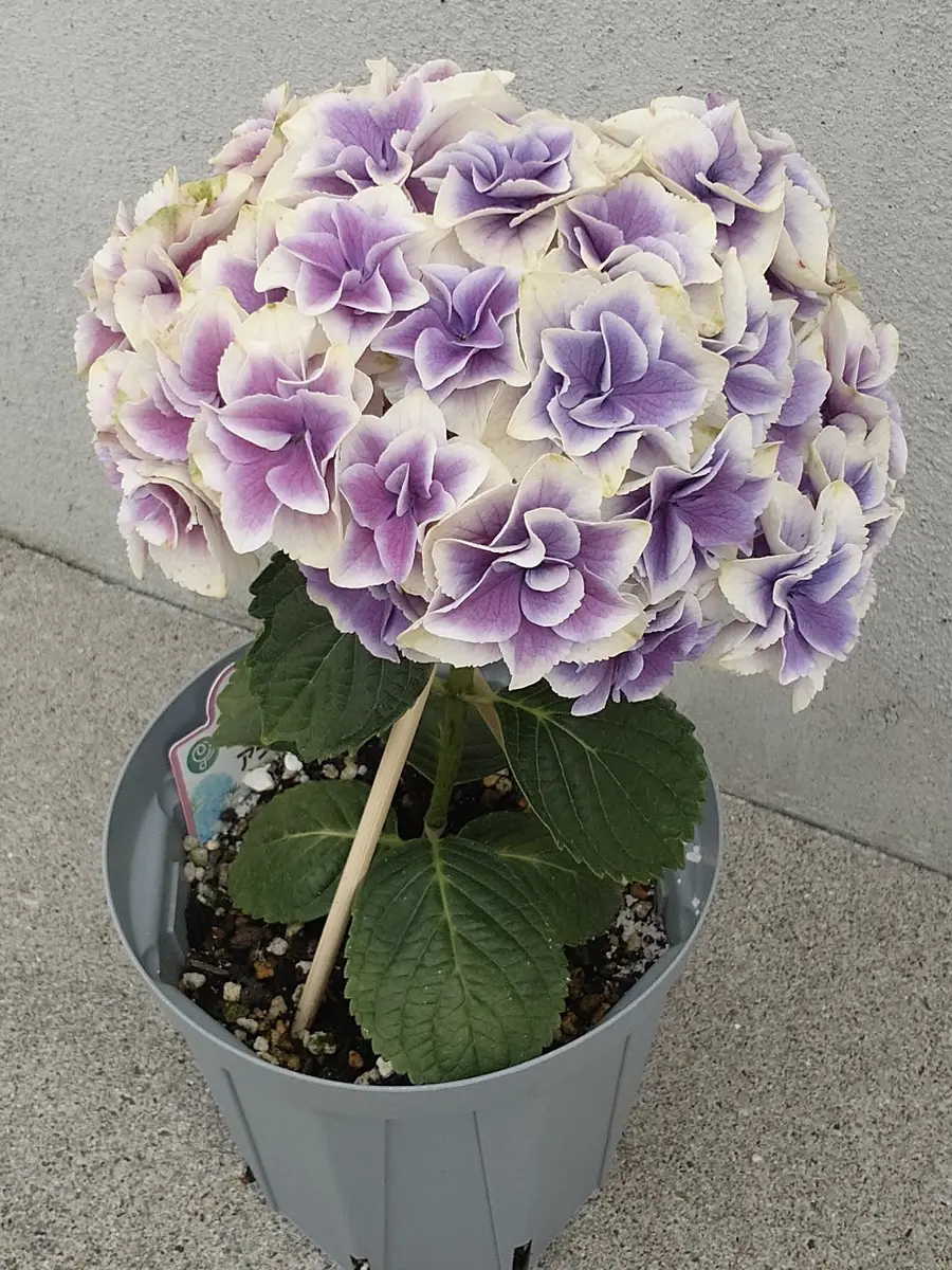 アジサイ旭日昇天そろそろ···｜園芸日記byNash｜みんなの趣味の園芸