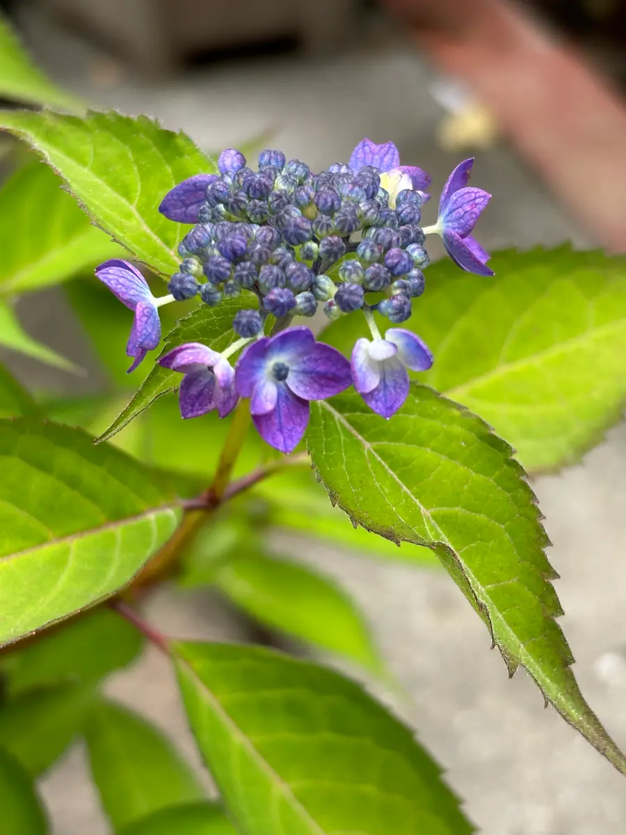 紫陽花のドライフラワー🎵｜園芸日記bymasaさん｜みんなの趣味の