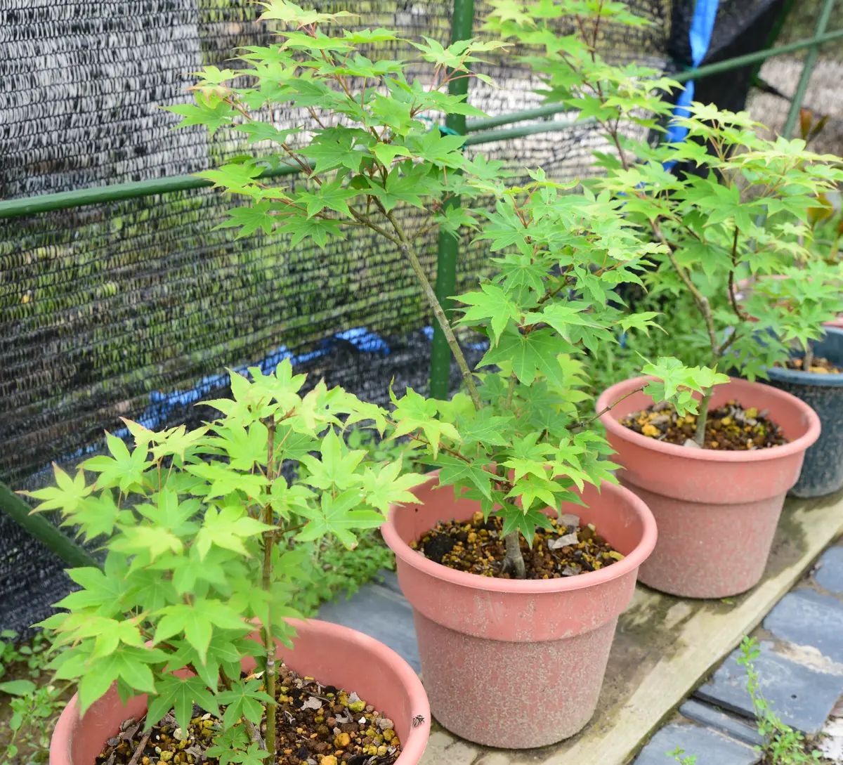 1 コハウチワカエデ 楽天市場】【現品発送】コハウチワカエデ 株立ち 樹高1.8-2.0m(根鉢