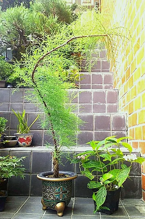 片山園芸 M 25キロ　5月5日 2025年5月の日記一覧｜くくさんの園芸日記-みんなの趣味の園芸