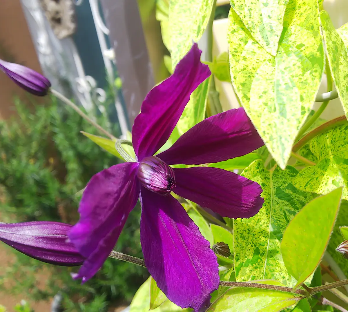 お馴染みさん〔写真1枚目〕-ORIKAさんの日記｜みんなの趣味の園芸2025  