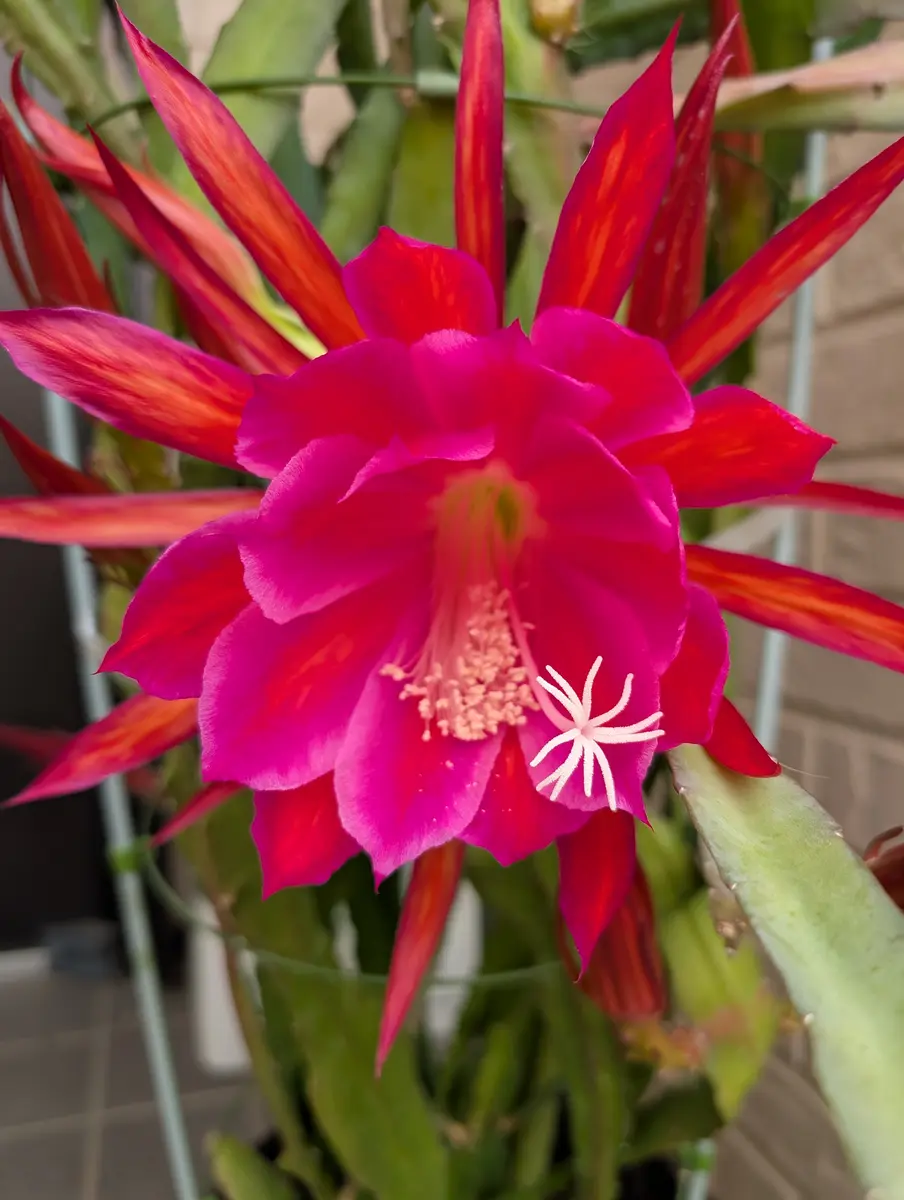 花サボテン 一夜限りの貴重な珍しい花！サボテンの花が咲きました！眠気と