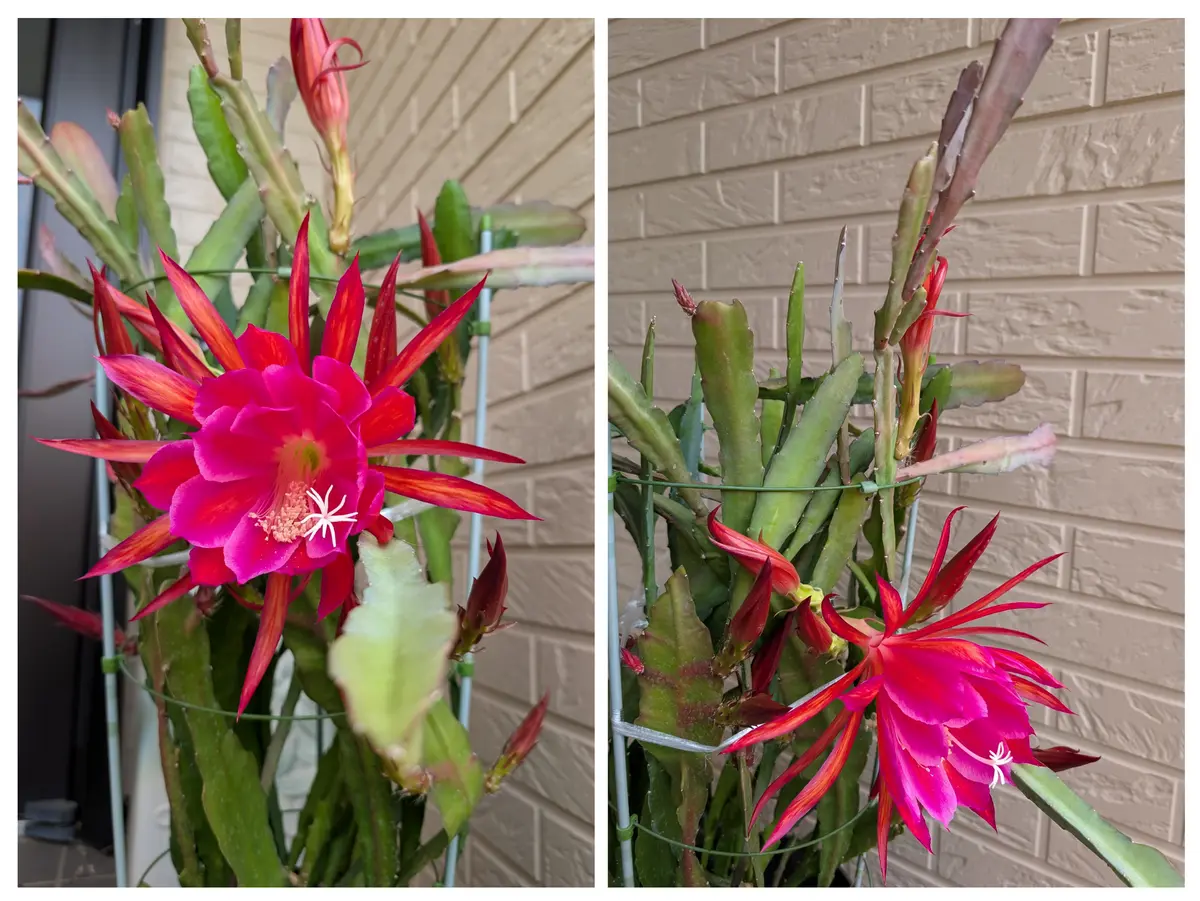 咲きました!サボテンの花｜園芸日記byキッキ｜みんなの趣味の