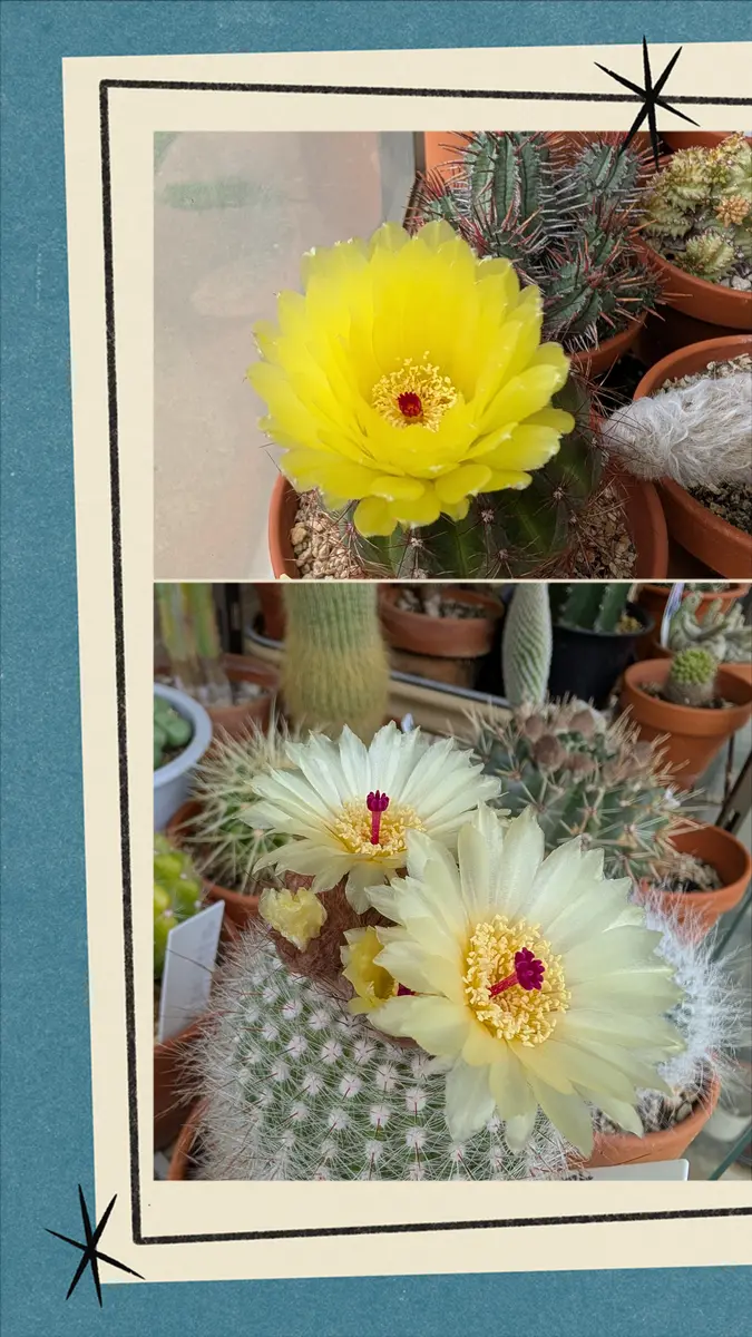 花サボテン 一夜限りの貴重な珍しい花！サボテンの花が咲きました！眠気と