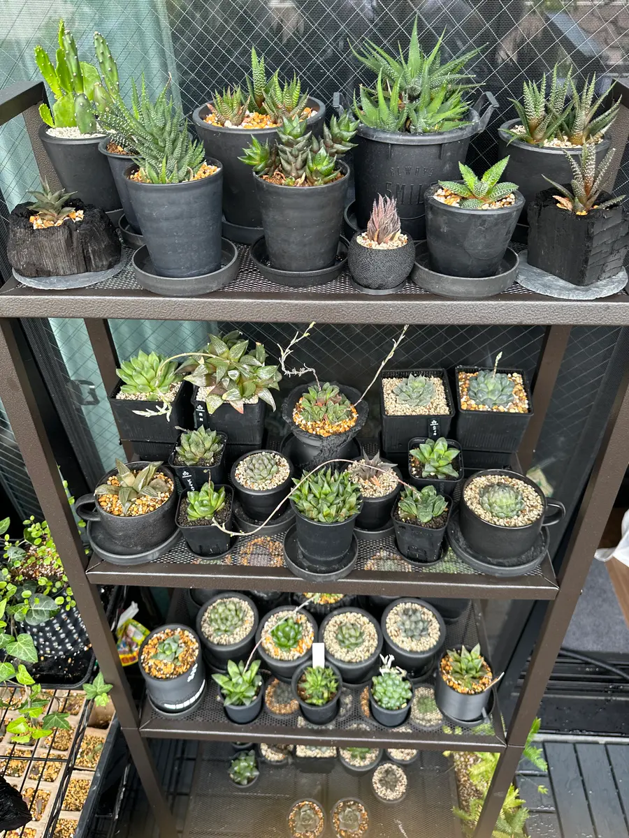 気づいたら植物棚を買っていました｜園芸日記byyuwa｜みんなの