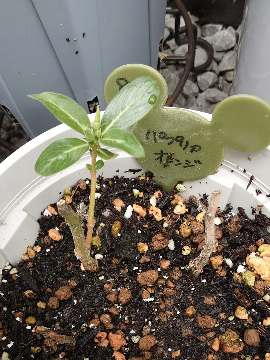 挿し芽ニチニチソウの冬越し苗｜園芸日記byNash｜みんなの趣味の園芸
