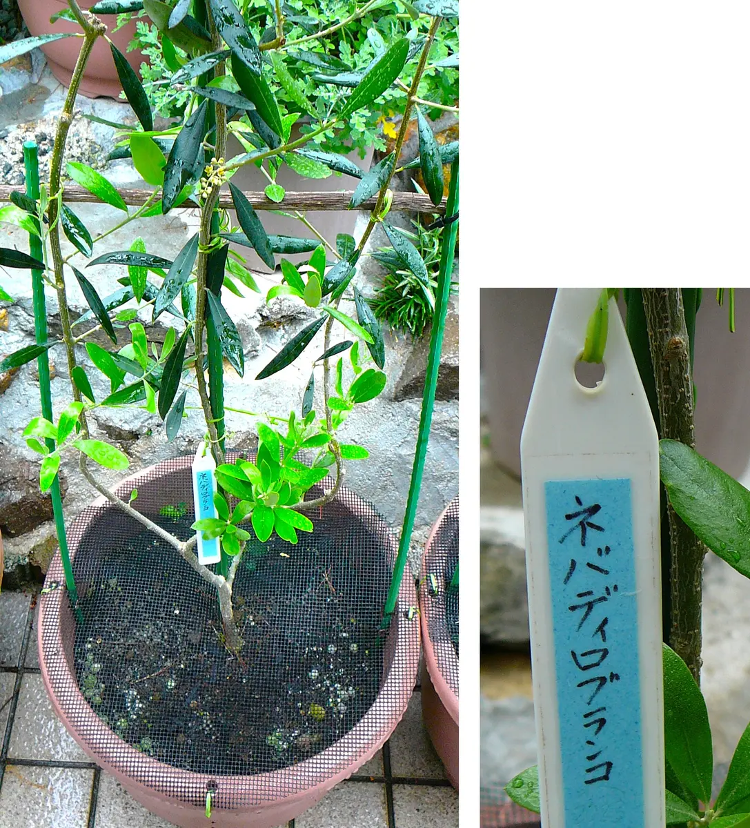 期間限定セール 小豆島で育てたオリーブの木 N2516 ネバディロブランコ その他