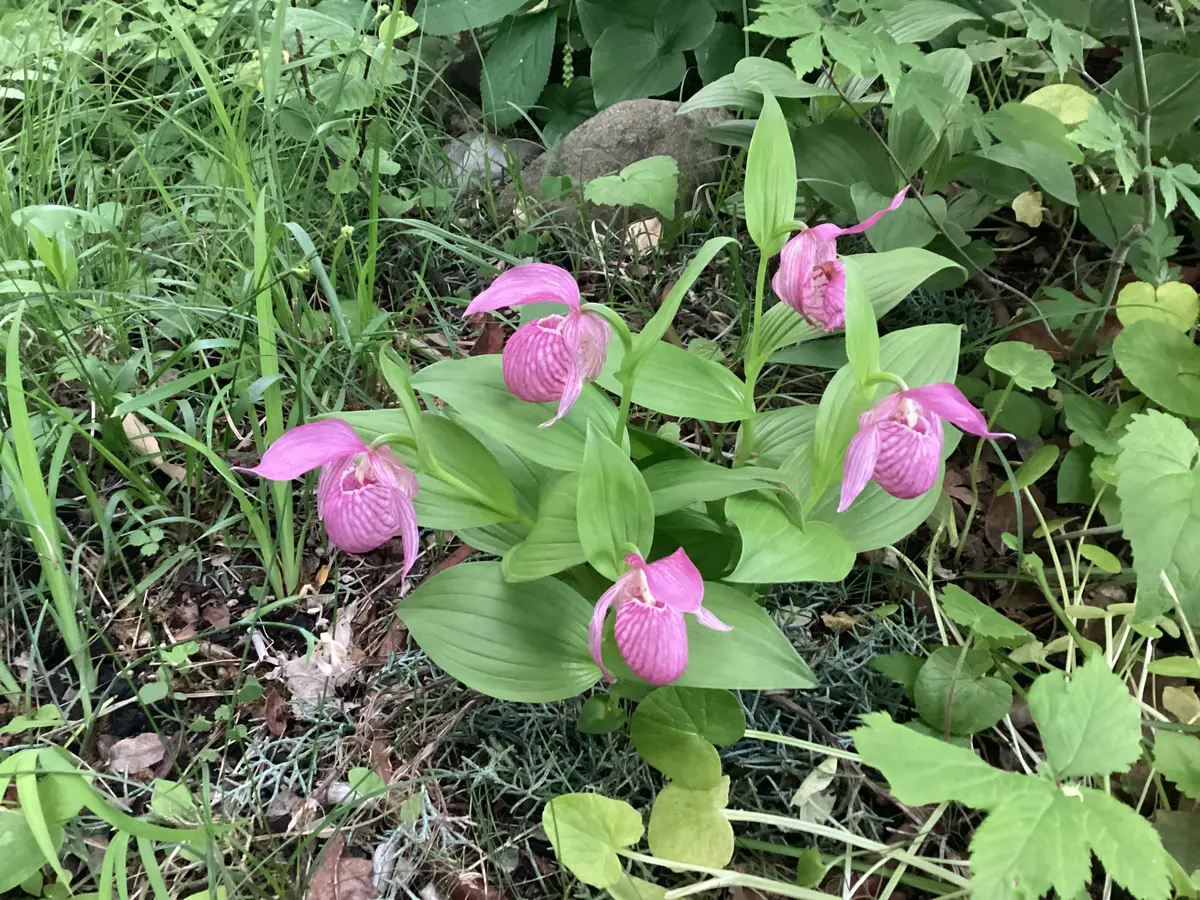 【通販 人気】 アツモリソウの開花実績｜園芸日記by草原の風｜みんなの趣味の その他