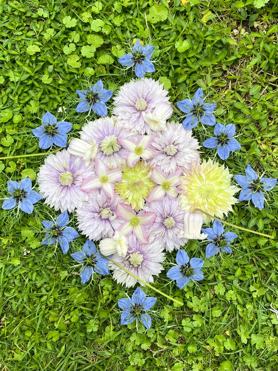 クレマチスの花遊び💠 5/24｜園芸日記bynamihei｜みんなの趣味の