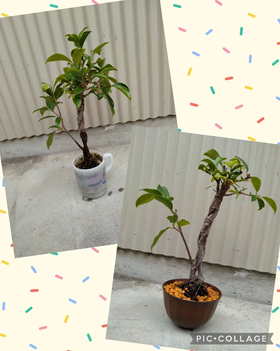 ガジュマルのイメチェン｜園芸日記byぺぺろー｜みんなの趣味の園芸