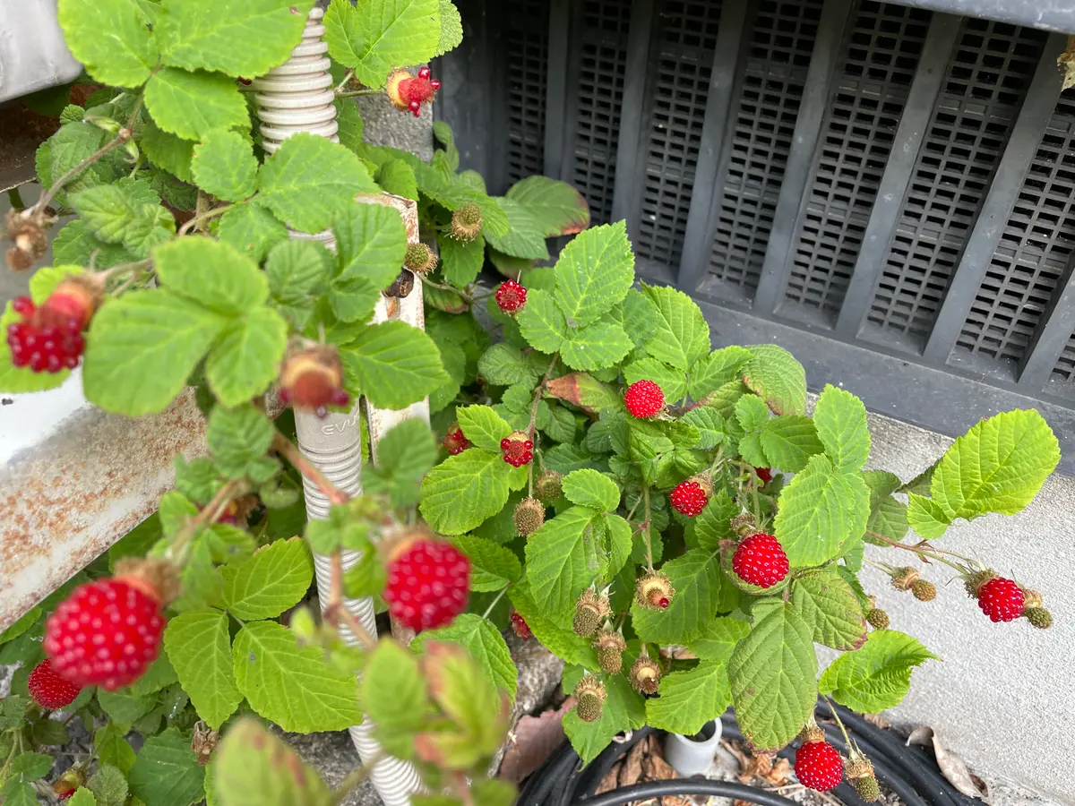きいちご♪ ページ 木いちご｜園芸日記by硝子｜みんなの趣味の園芸｜1336090