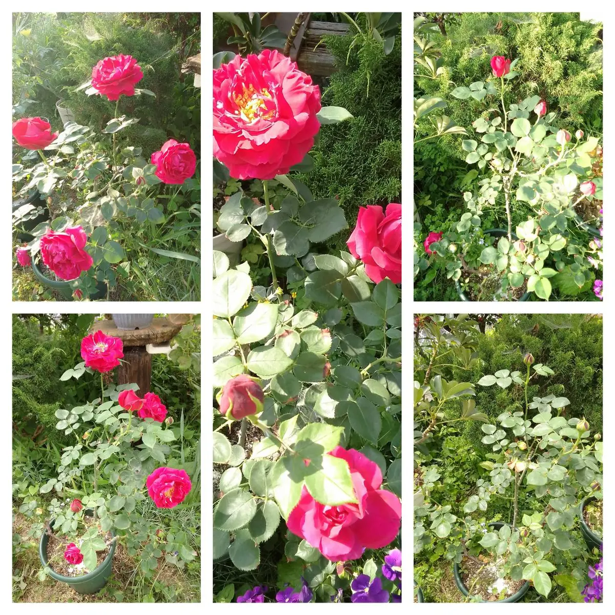 鉢植えのバラ🌹｜園芸日記byカシワバアジサイ｜みんなの趣味の