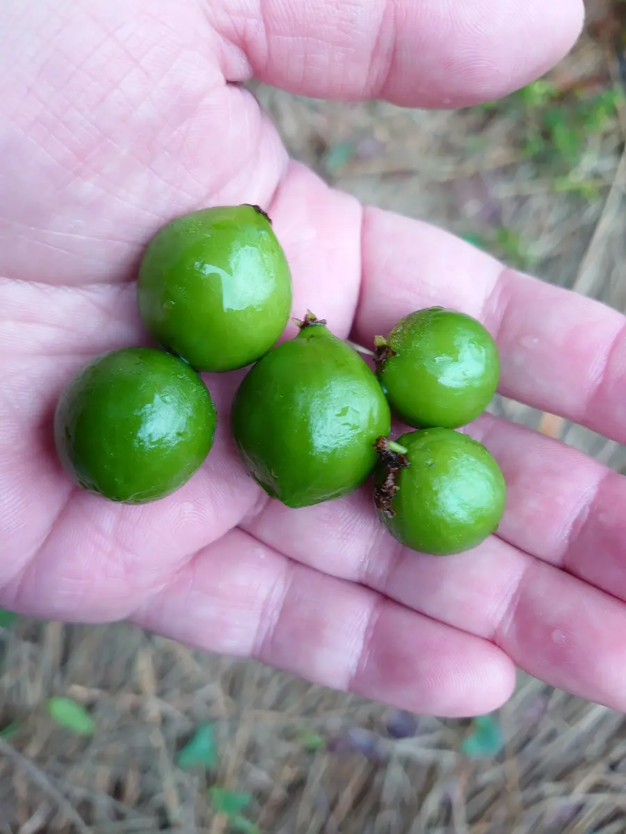 裕戯さんの園芸日記-みんなの趣味の園芸