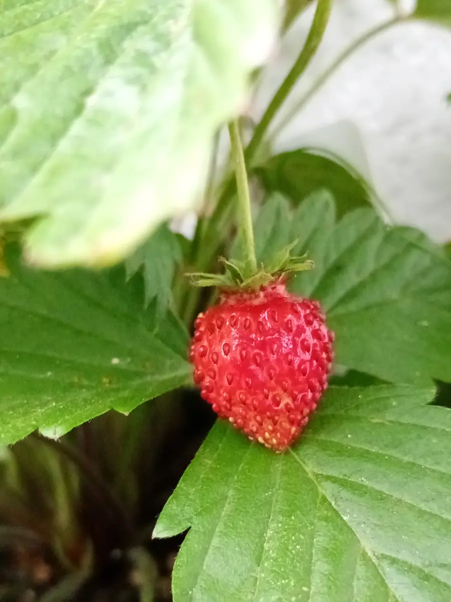 WILD STRAWBERRY スパイダーバー ワイルドストロベリー ワイルド