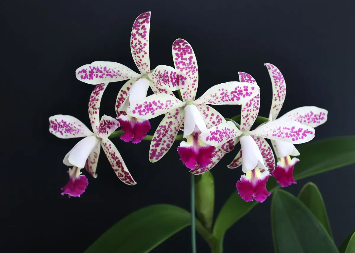 ミニカトレア　rose Peckhaviensis、トロピカルポインター、 ミニカトレア rose様専用 Peckhaviensis、トロピカルポインター