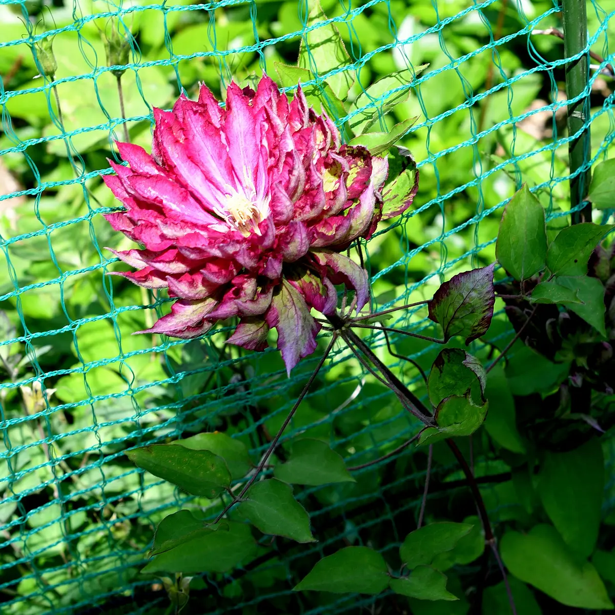 クレマチス 花炎｜園芸日記bysaita｜みんなの趣味の園芸｜1336465