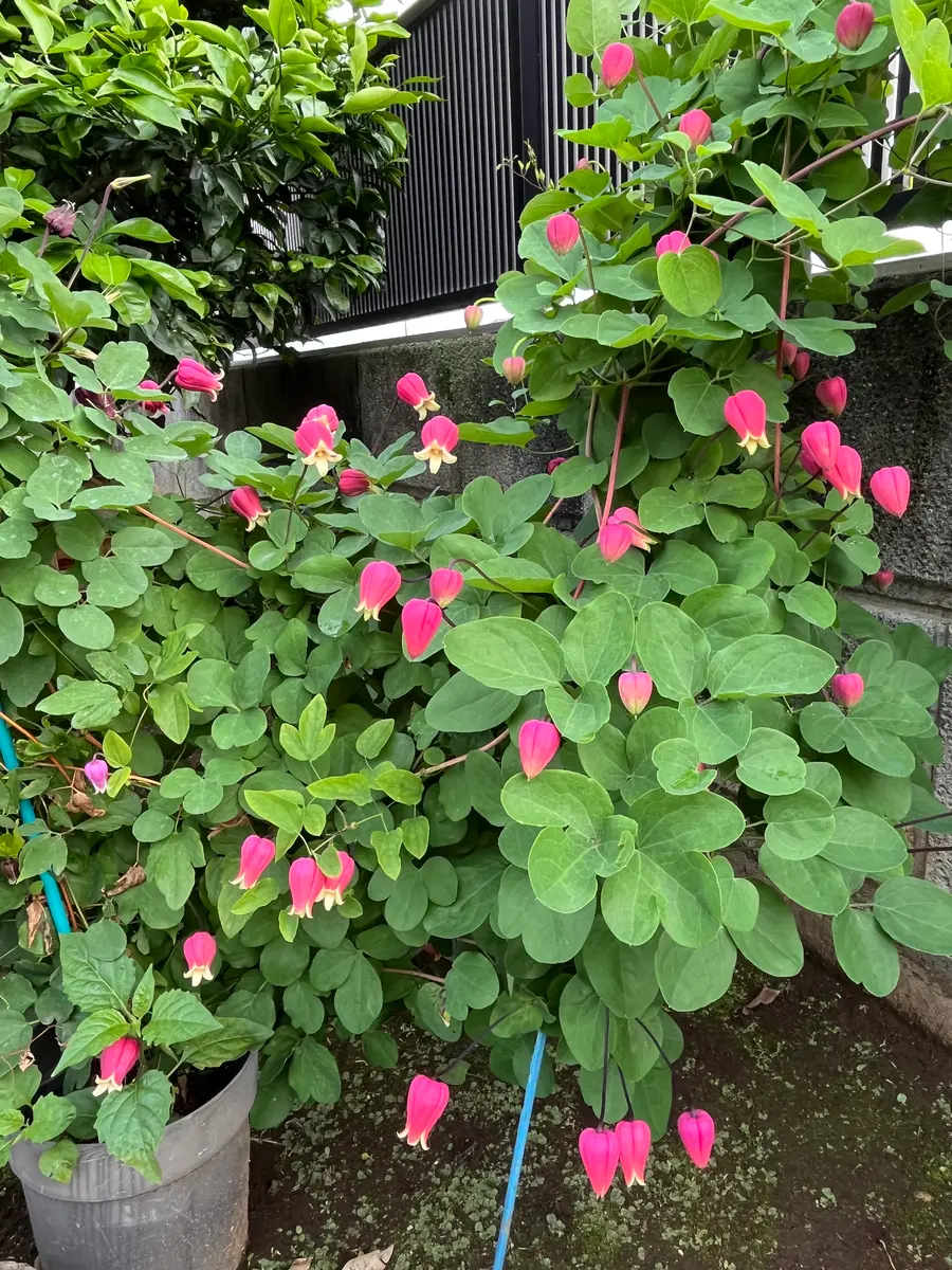 クレマチス｜園芸日記byなかじい3｜みんなの趣味の園芸｜1336516