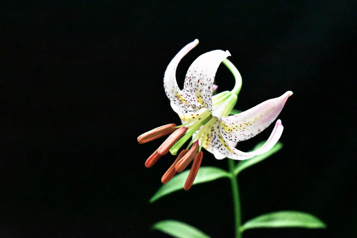 ユリの花｜園芸日記by夜犬｜みんなの趣味の園芸｜1336591