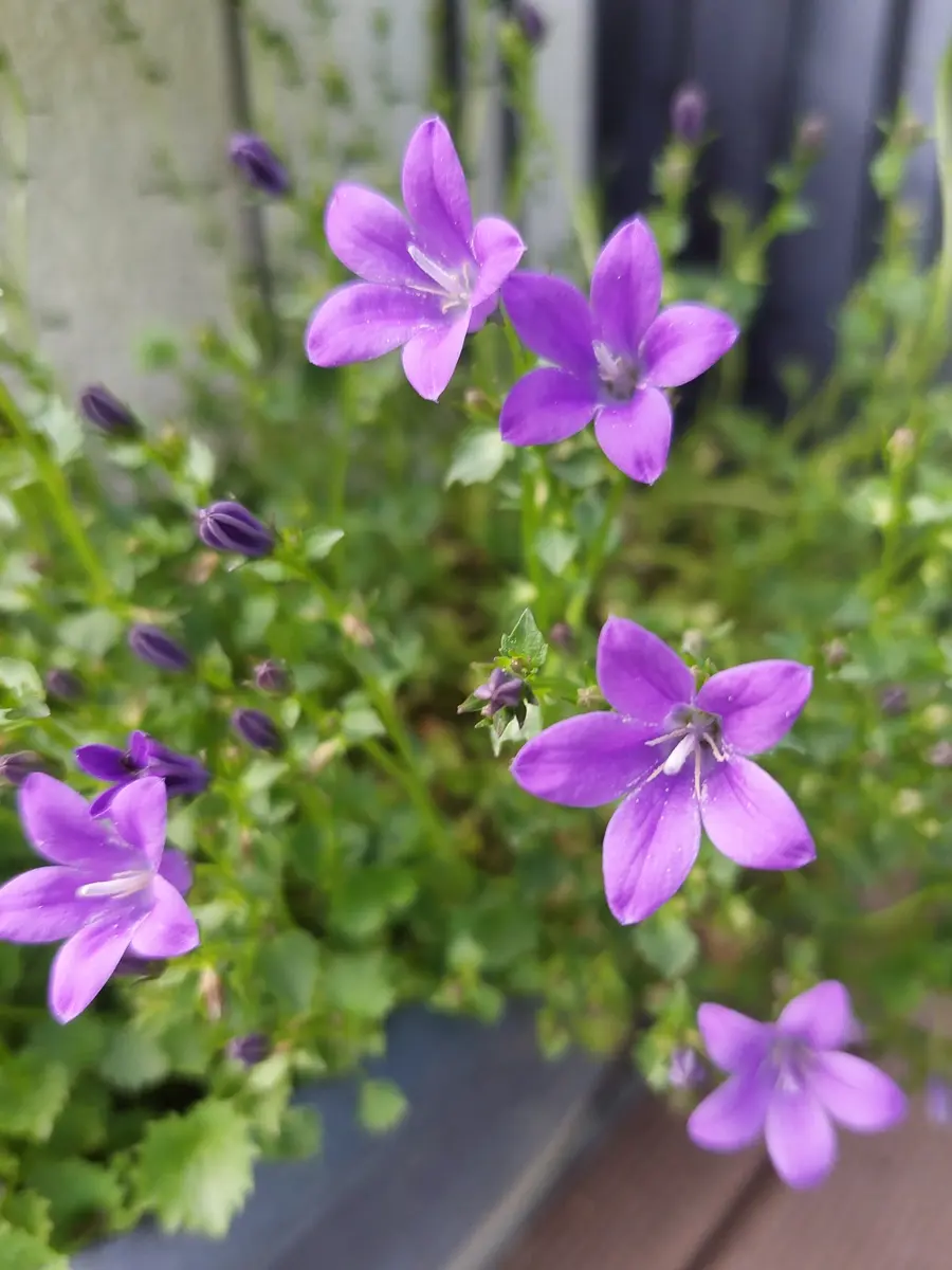 ベルフラワー、ダッチアイリス🤍｜園芸日記byIrisGarden｜みんなの趣味