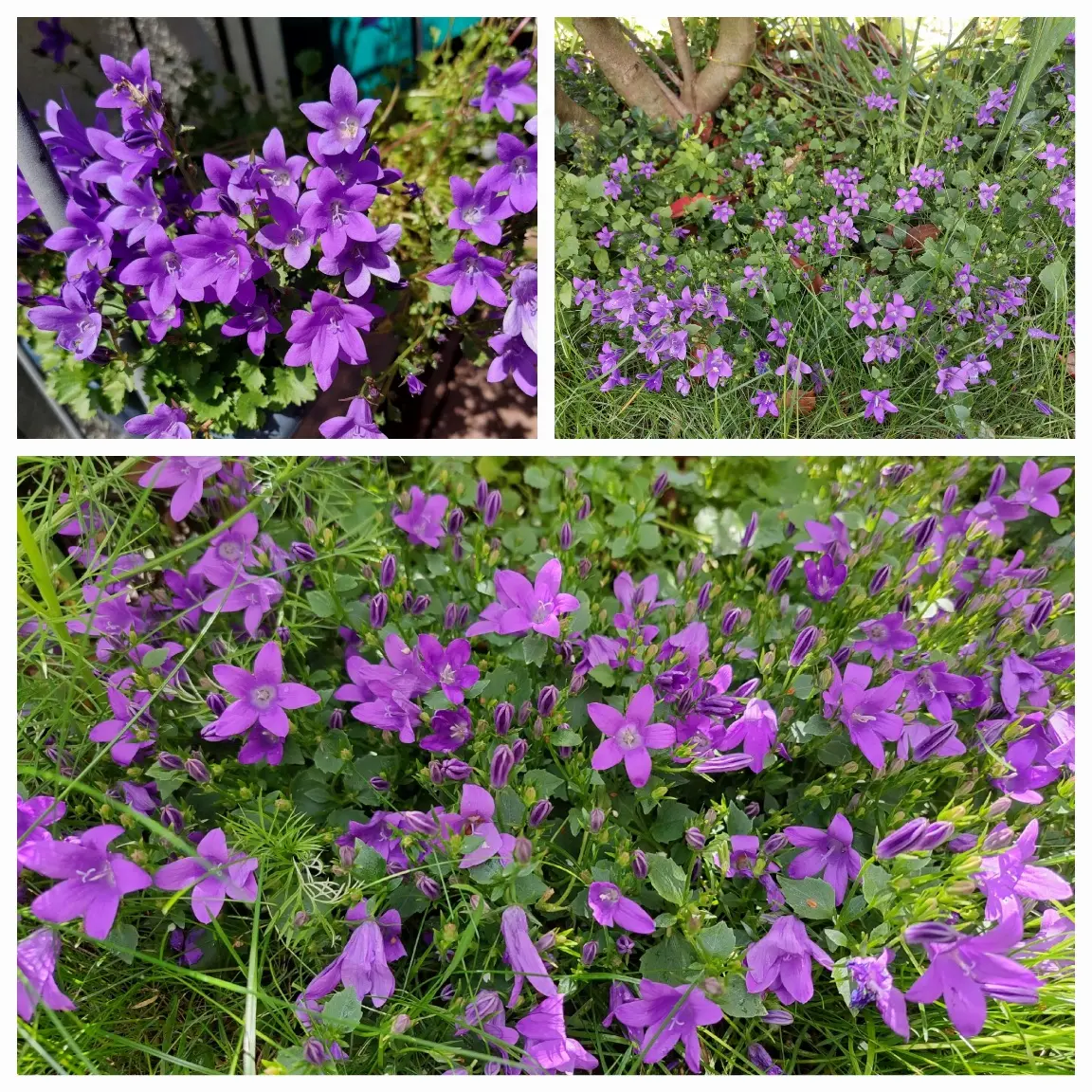 ベルフラワー、ダッチアイリス🤍｜園芸日記byIrisGarden｜みんなの趣味