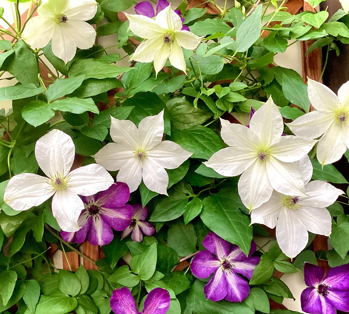 2025年クレマチス・フォーエバーフレンズが開花しました🌸 と、風の