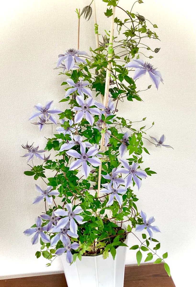 2025年クレマチス・フォーエバーフレンズが開花しました🌸 と、風の