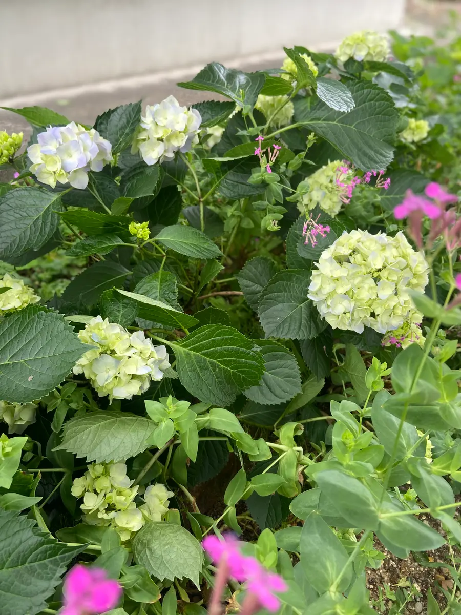 直前!】大島のアジサイ(ピンク〜紫系)30cm〜1本に一輪つき【生花