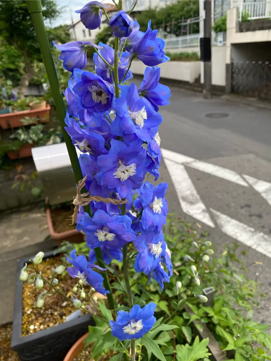 デルフィニウム開花｜園芸日記byBP｜みんなの趣味の園芸｜1336805