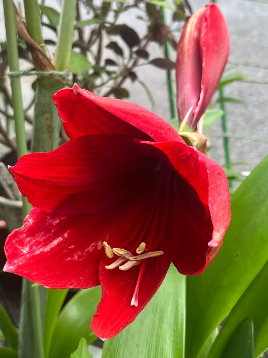 アマリリスの開花｜園芸日記byrumikoh｜みんなの趣味の園芸｜1336953
